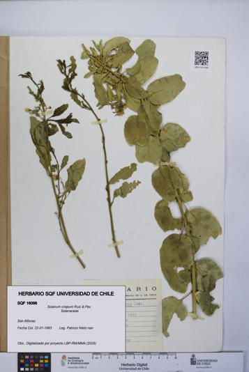 Solanum crispum [Espécimen: UCH:SQF:0016098]