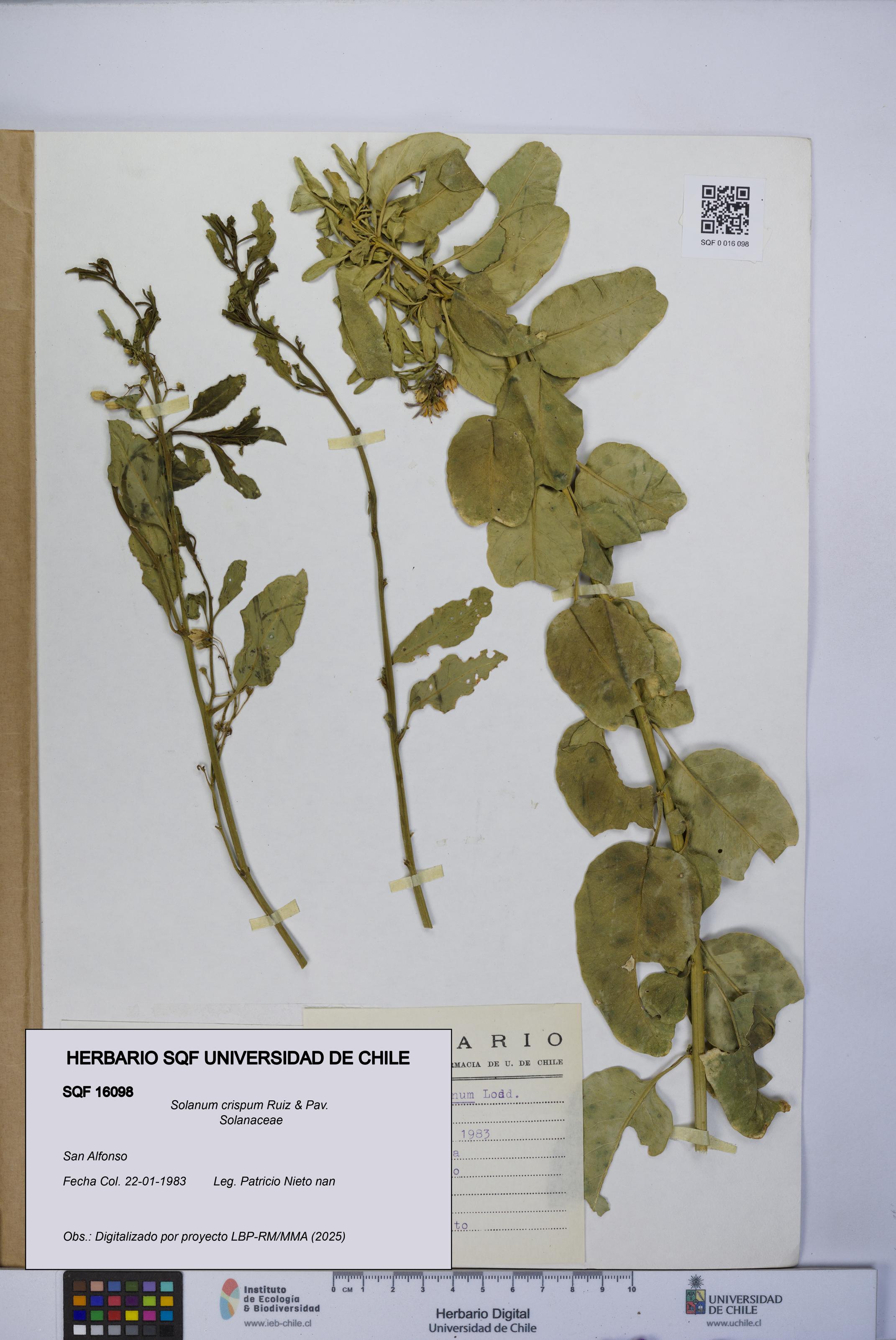 Solanum crispum [Espécimen: UCH:SQF:0016098]
