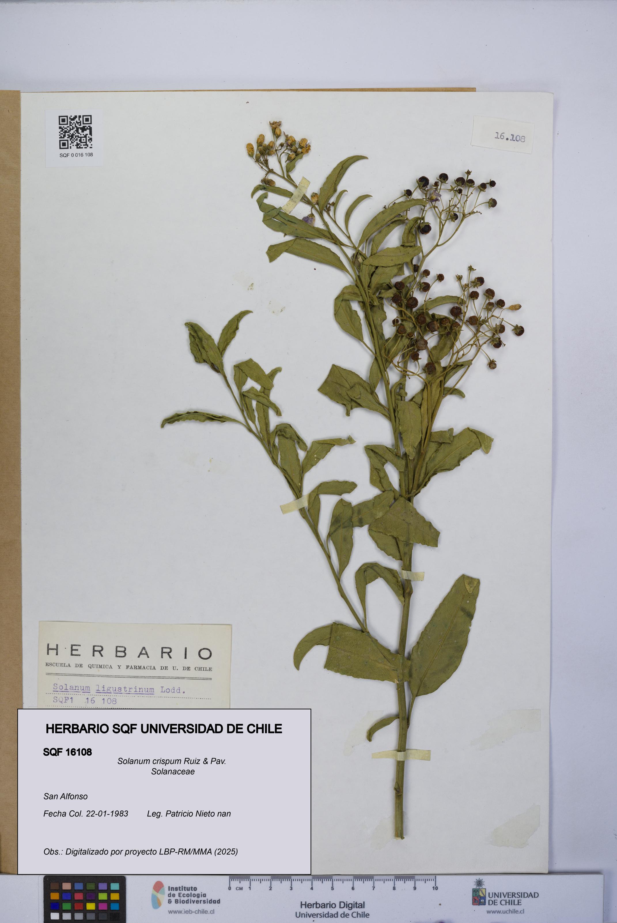 Solanum crispum [Espécimen: UCH:SQF:0016108]