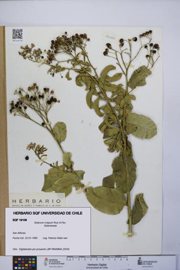 Solanum crispum [Espécimen: UCH:SQF:0016109]
