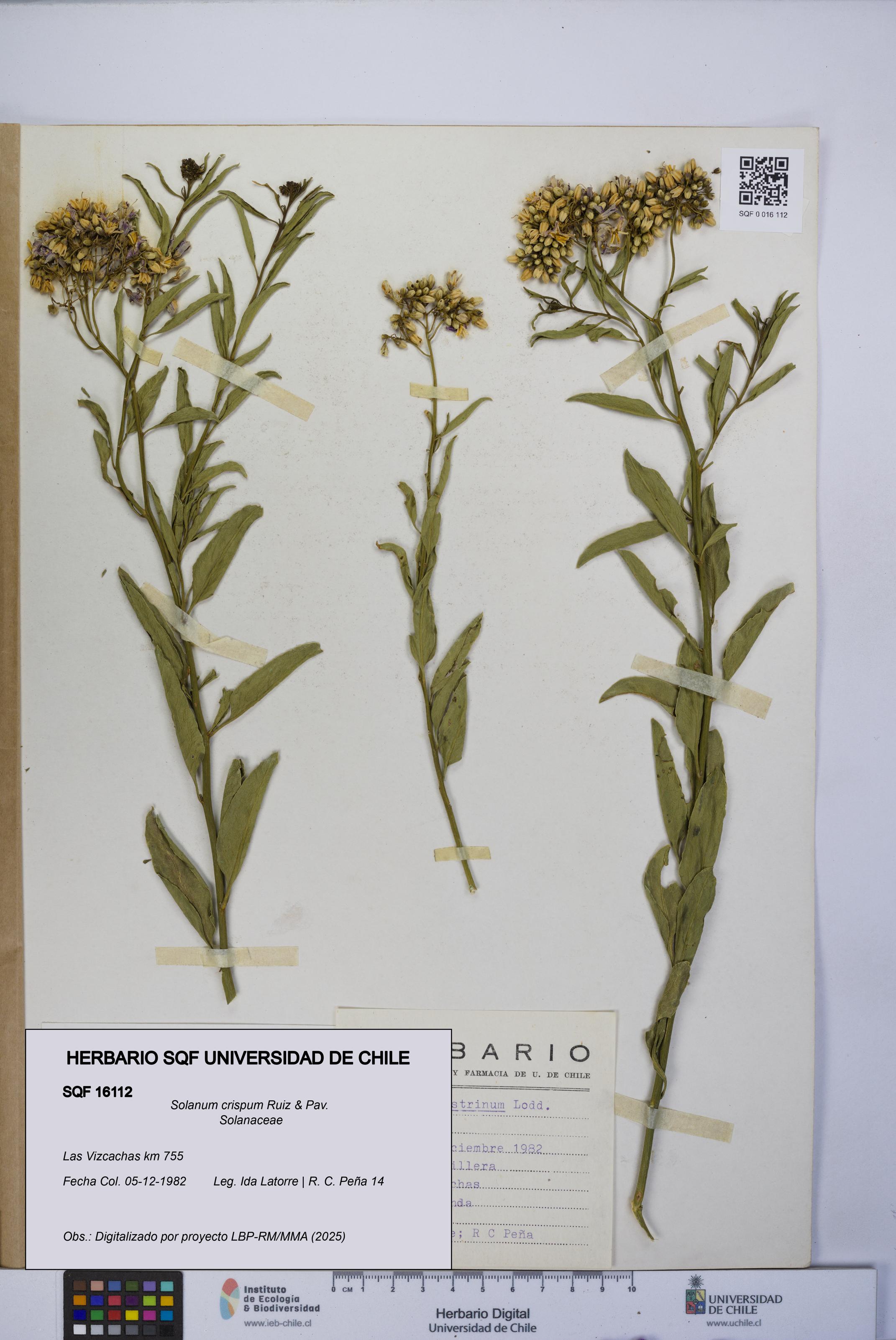 Solanum crispum [Espécimen: UCH:SQF:0016112]