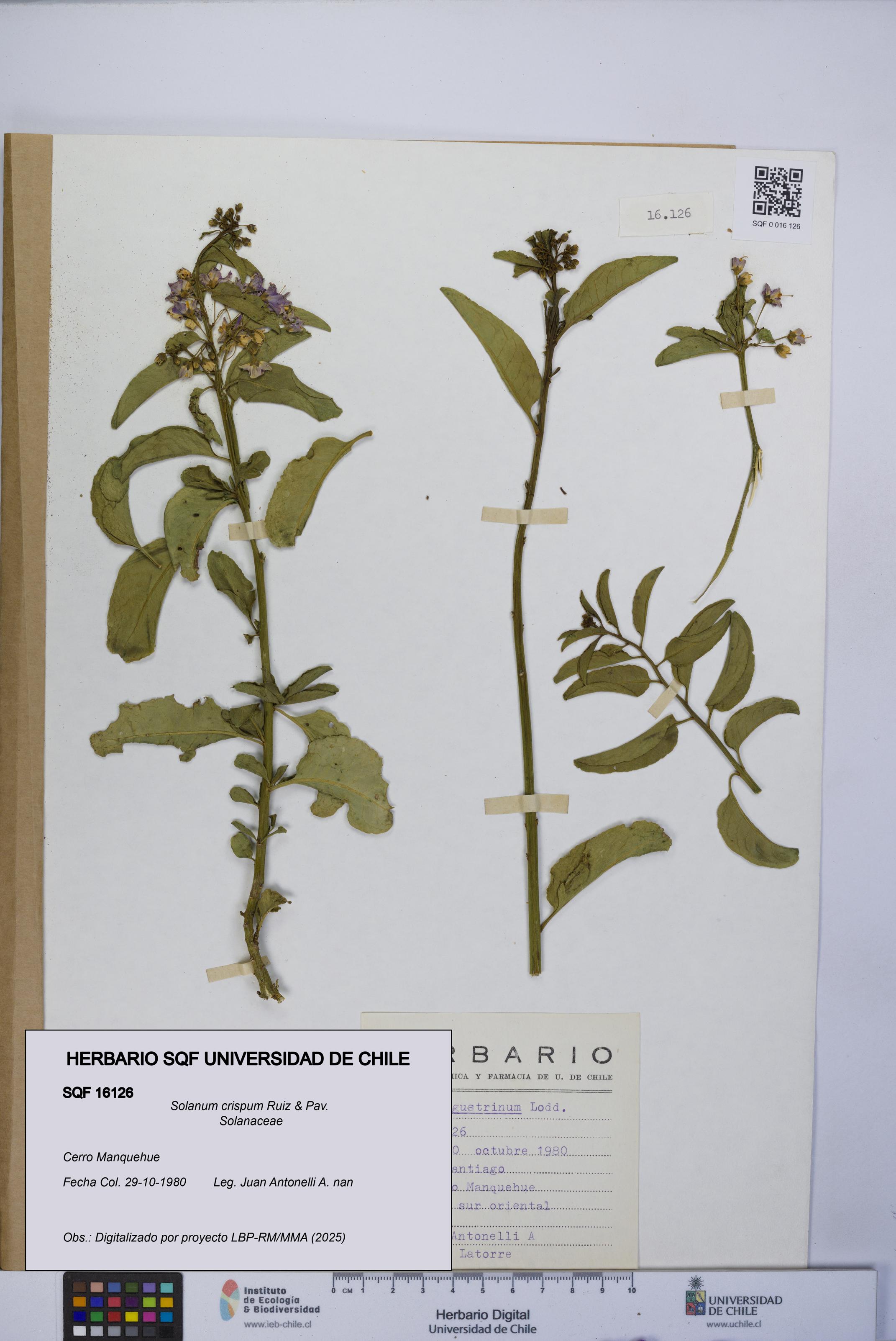 Solanum crispum [Espécimen: UCH:SQF:0016126]