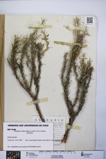 Tetraglochin alata [Espécimen: UCH:SQF:0016129]