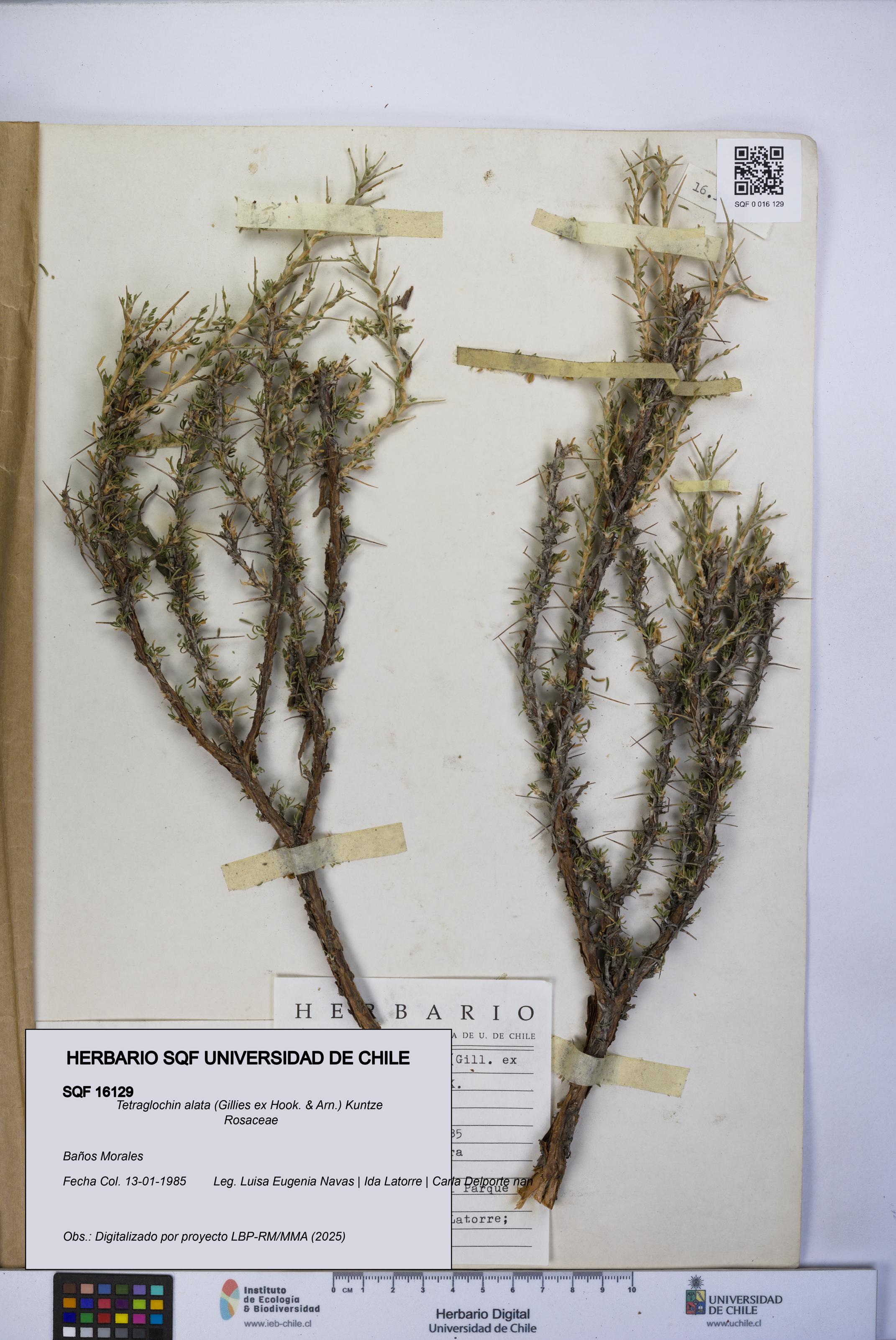 Tetraglochin alata [Espécimen: UCH:SQF:0016129]