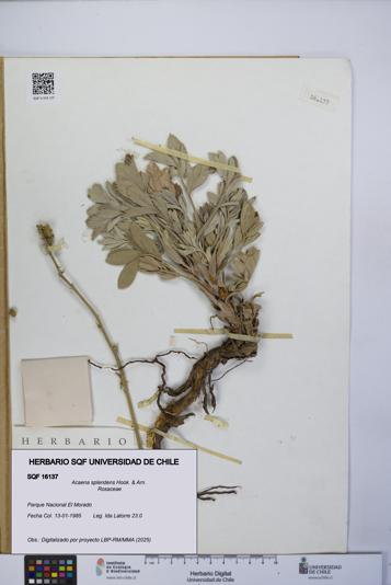 Acaena splendens [Espécimen: UCH:SQF:0016137]