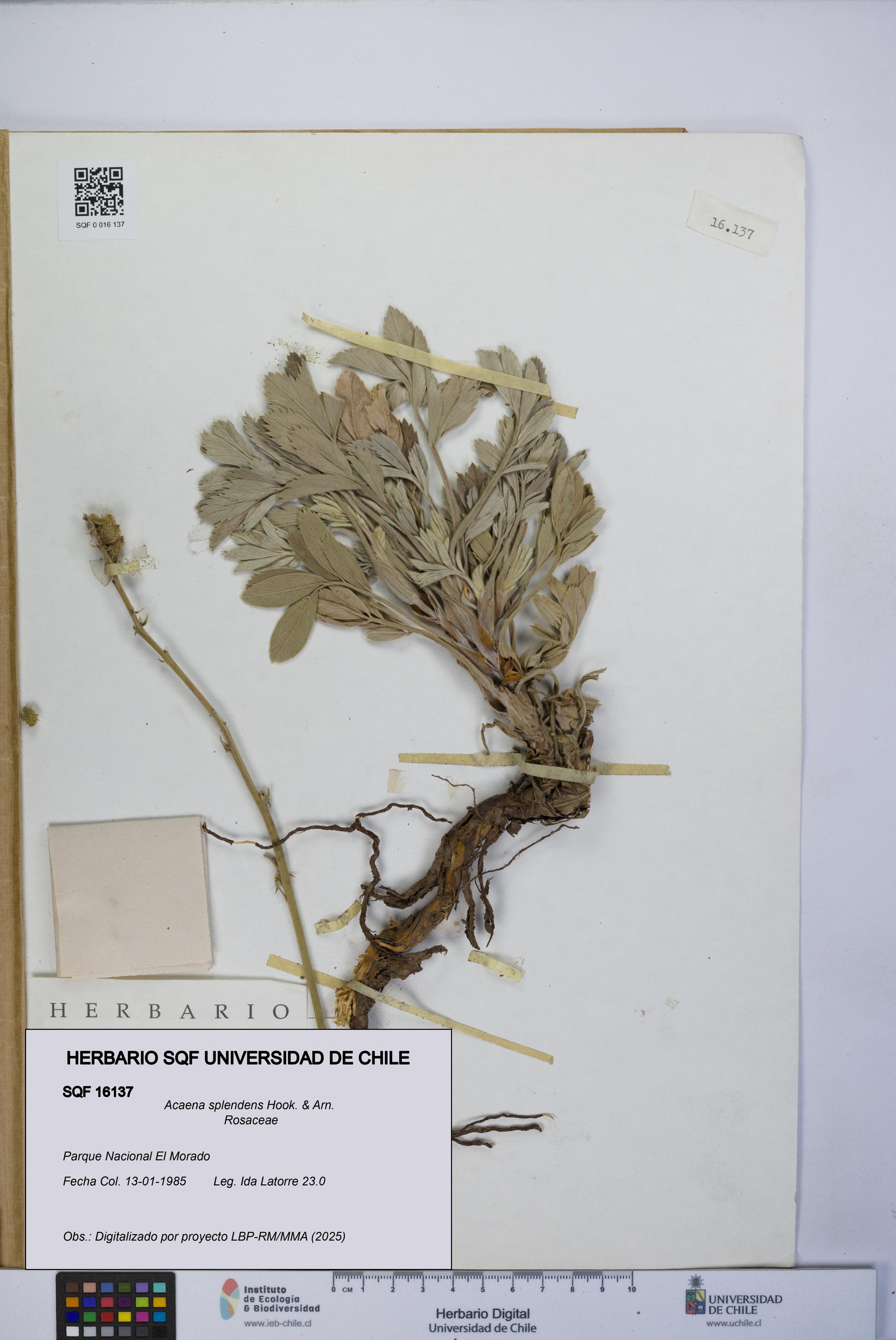 Acaena splendens [Espécimen: UCH:SQF:0016137]