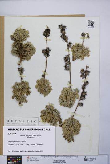 Acaena splendens [Espécimen: UCH:SQF:0016139]