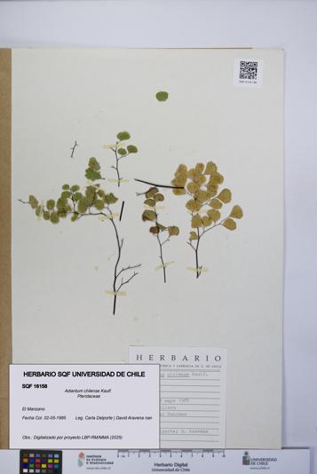 Adiantum chilense [Espécimen: UCH:SQF:0016158]