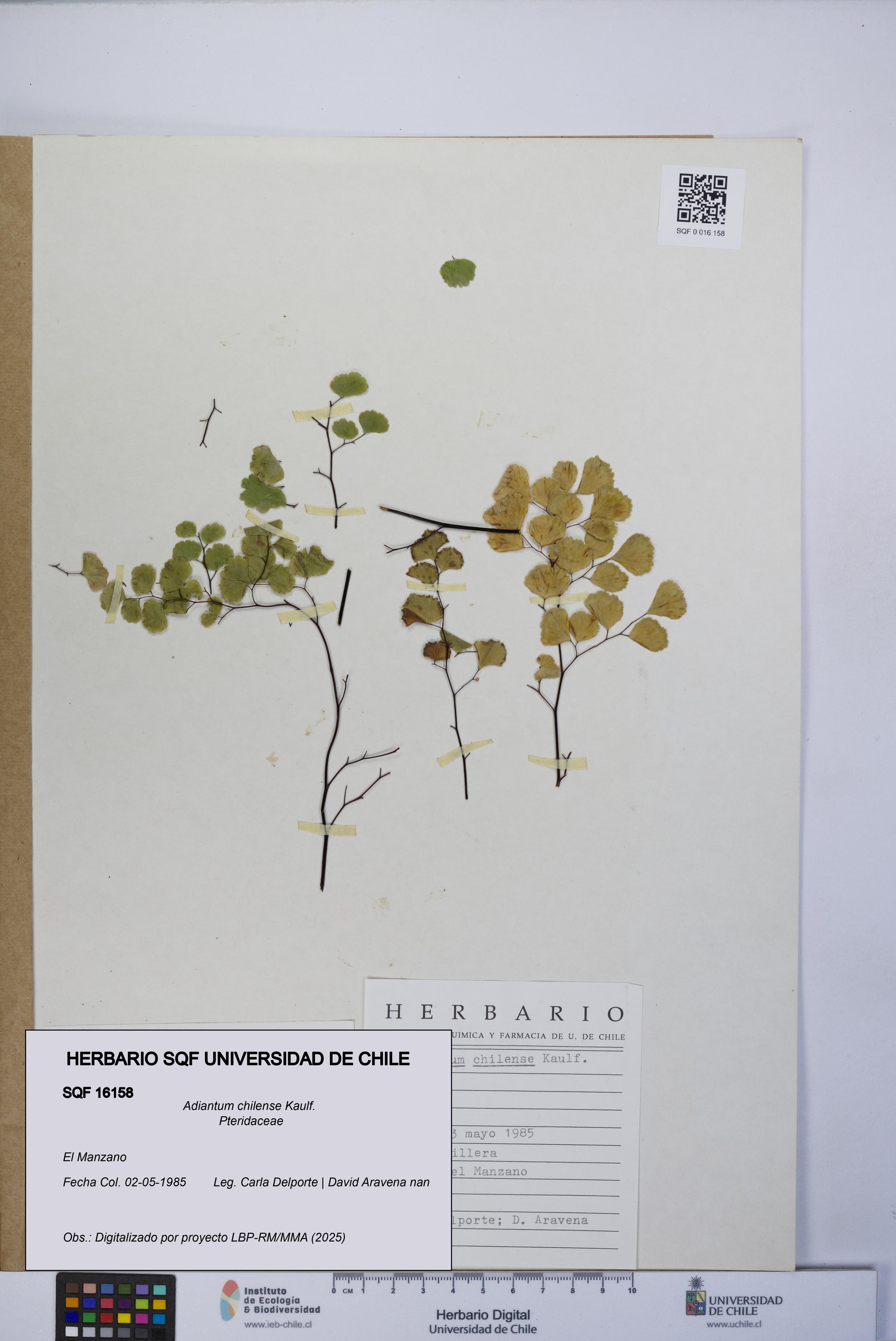 Adiantum chilense [Espécimen: UCH:SQF:0016158]
