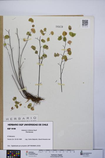 Adiantum chilense [Espécimen: UCH:SQF:0016159]