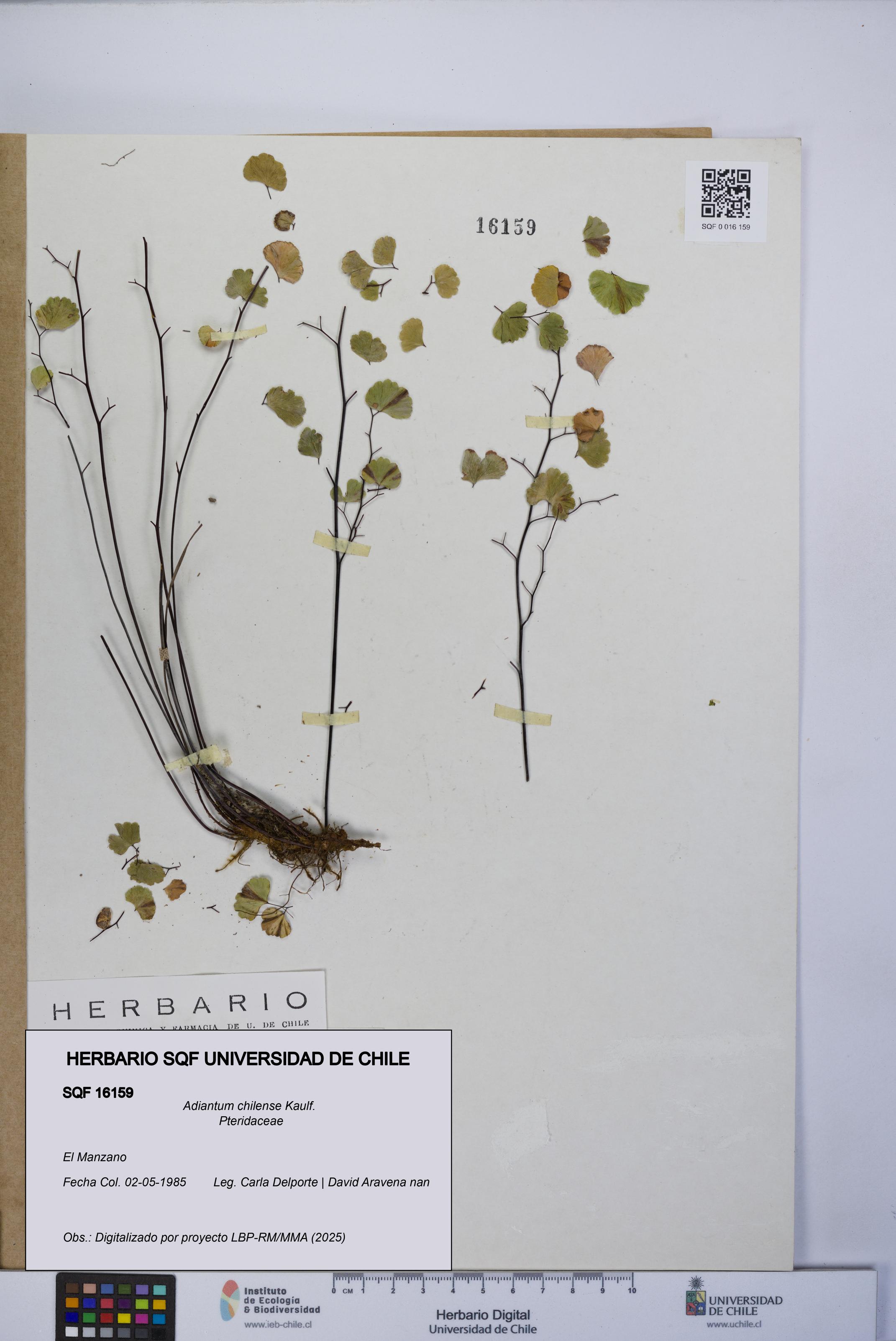 Adiantum chilense [Espécimen: UCH:SQF:0016159]