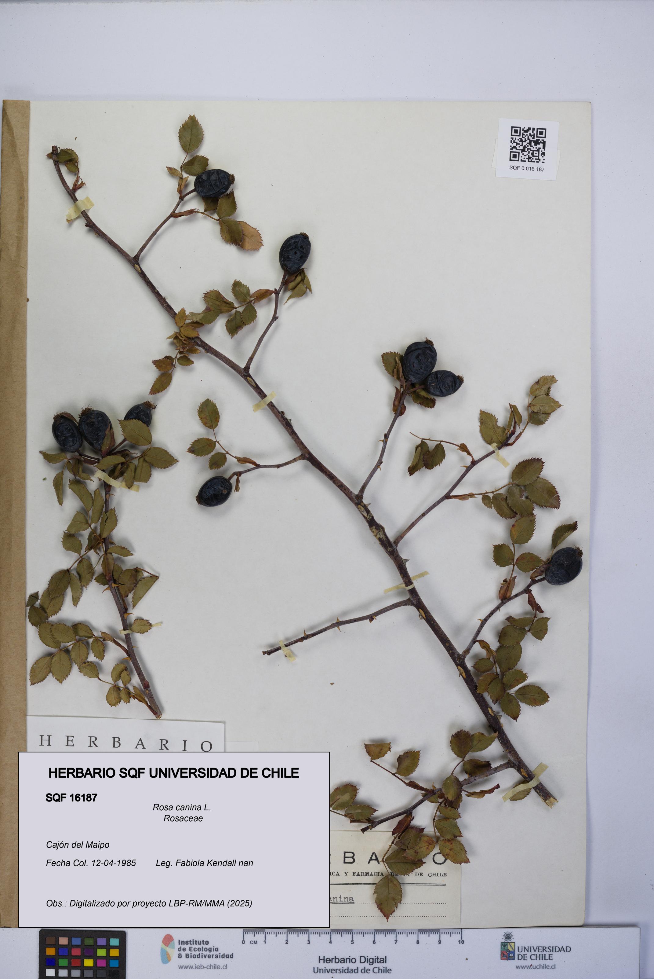 Rosa canina [Espécimen: UCH:SQF:0016187]