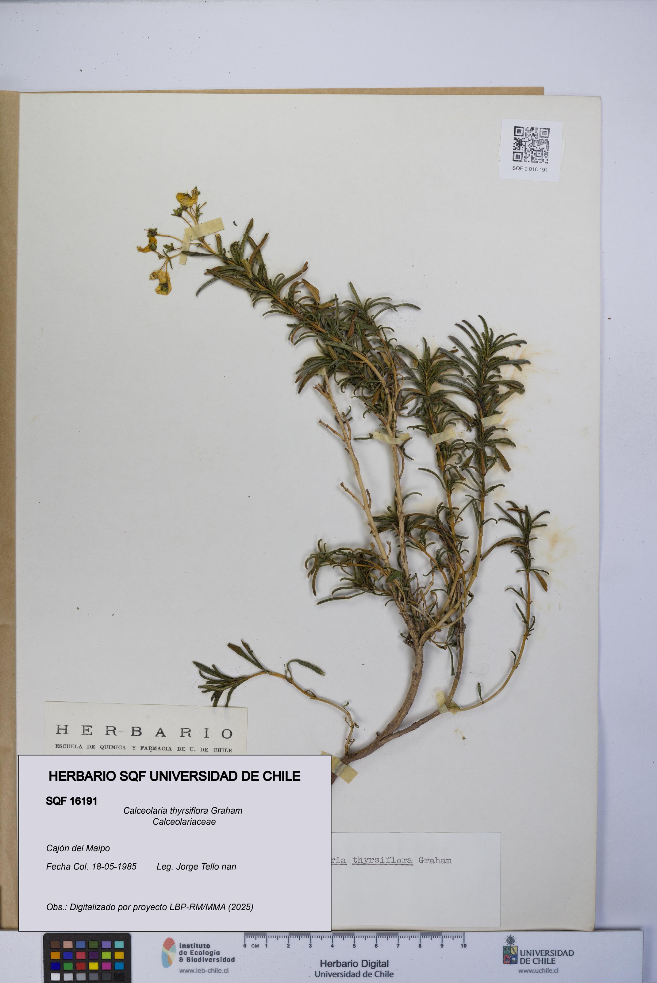 Calceolaria thyrsiflora [Espécimen: UCH:SQF:0016191]
