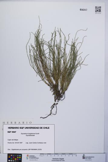 Equisetum bogotense [Espécimen: UCH:SQF:0016347]