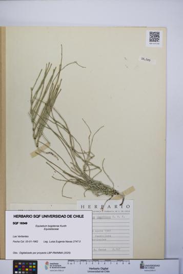 Equisetum bogotense [Espécimen: UCH:SQF:0016349]