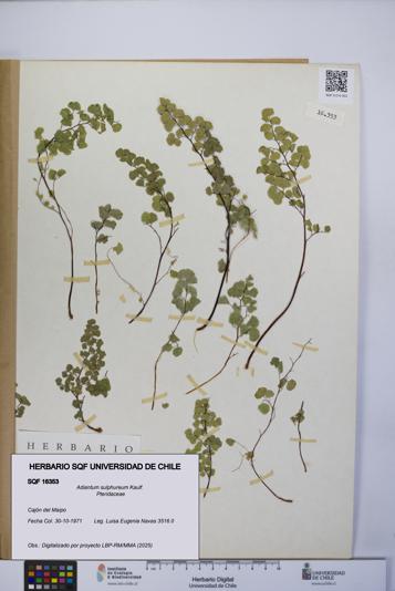 Adiantum sulphureum [Espécimen: UCH:SQF:0016353]