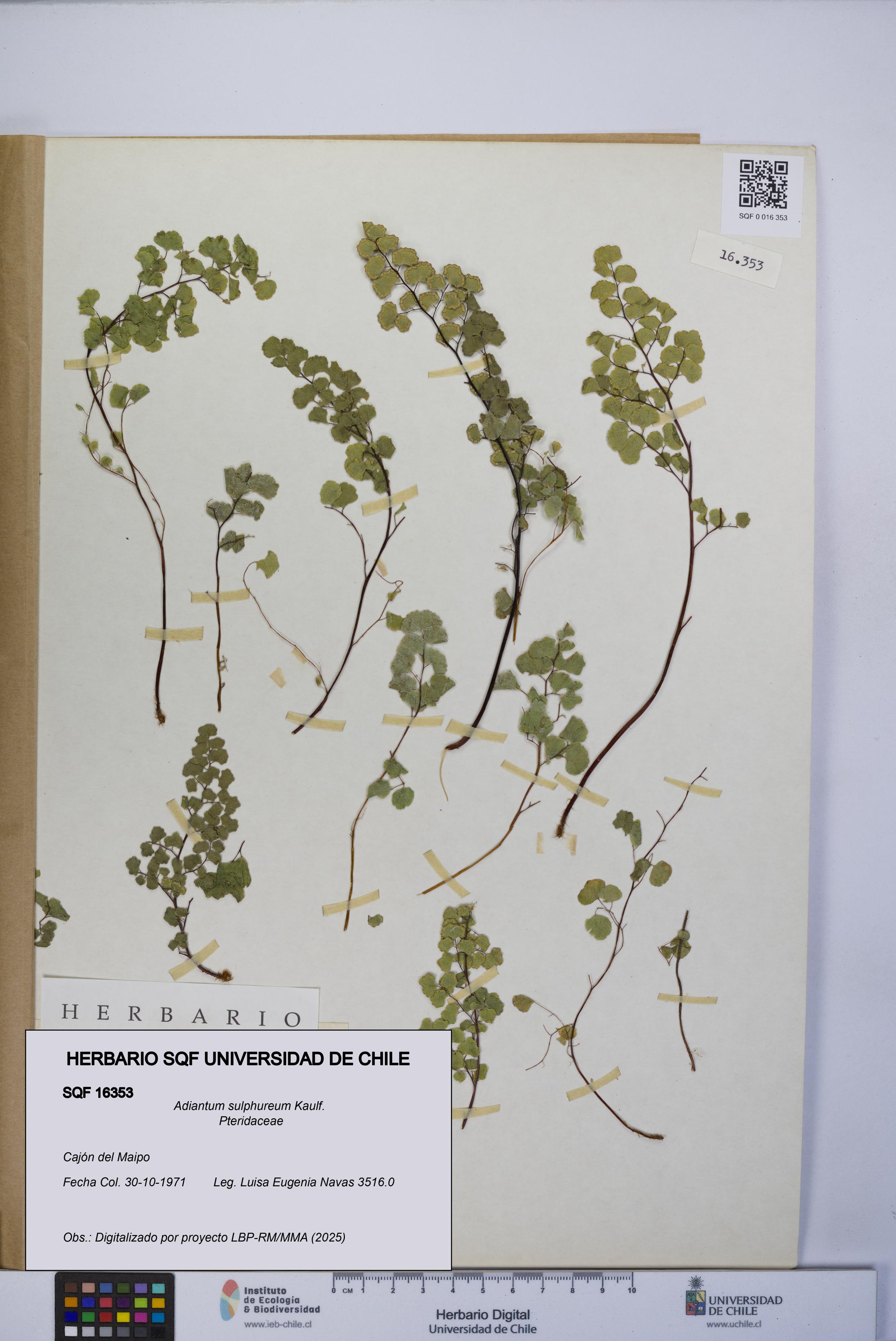 Adiantum sulphureum [Espécimen: UCH:SQF:0016353]