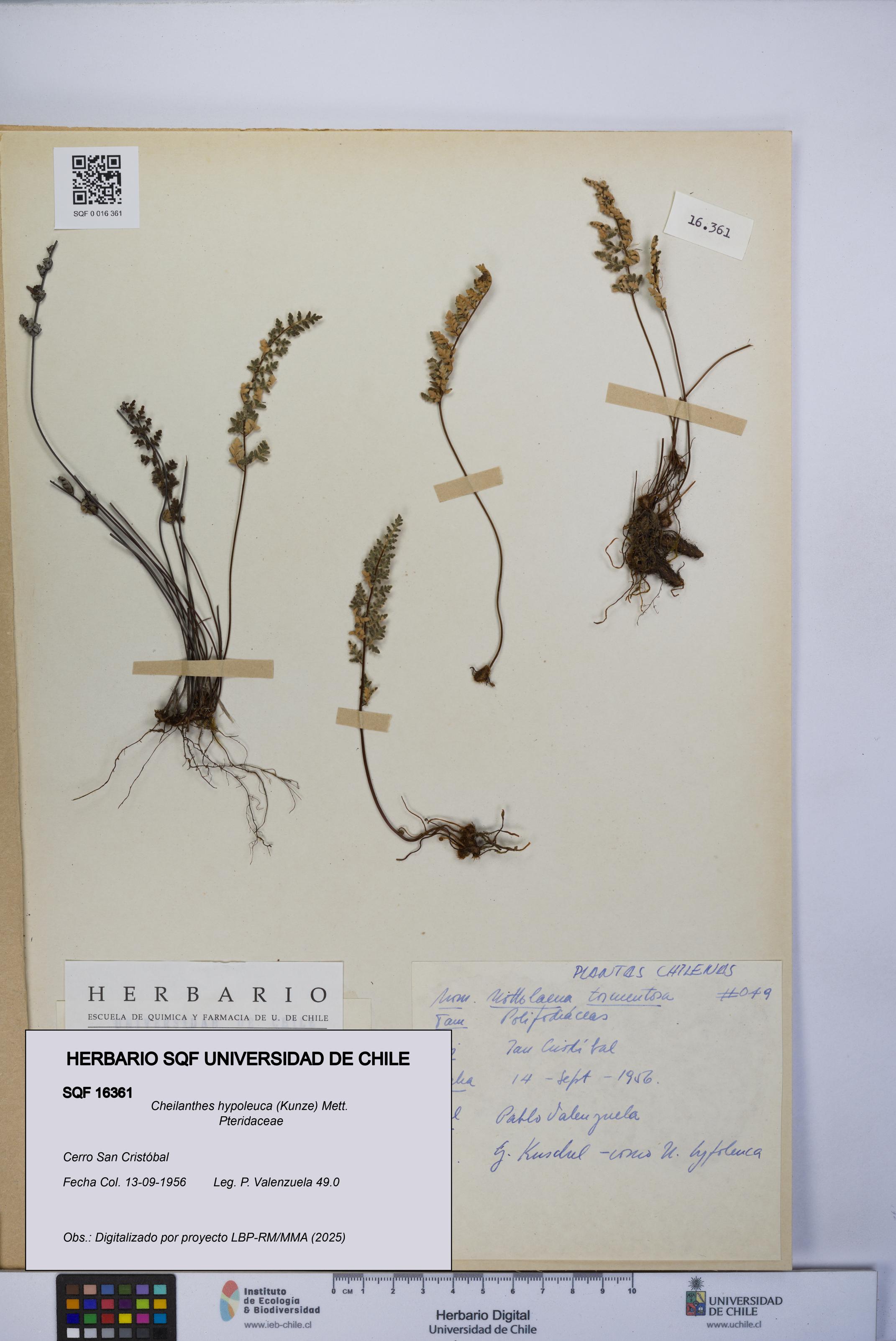 Cheilanthes hypoleuca [Espécimen: UCH:SQF:0016361]