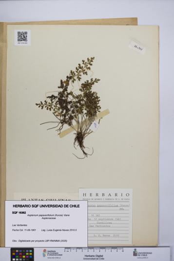 Asplenium papaverifolium [Espécimen: UCH:SQF:0016362]