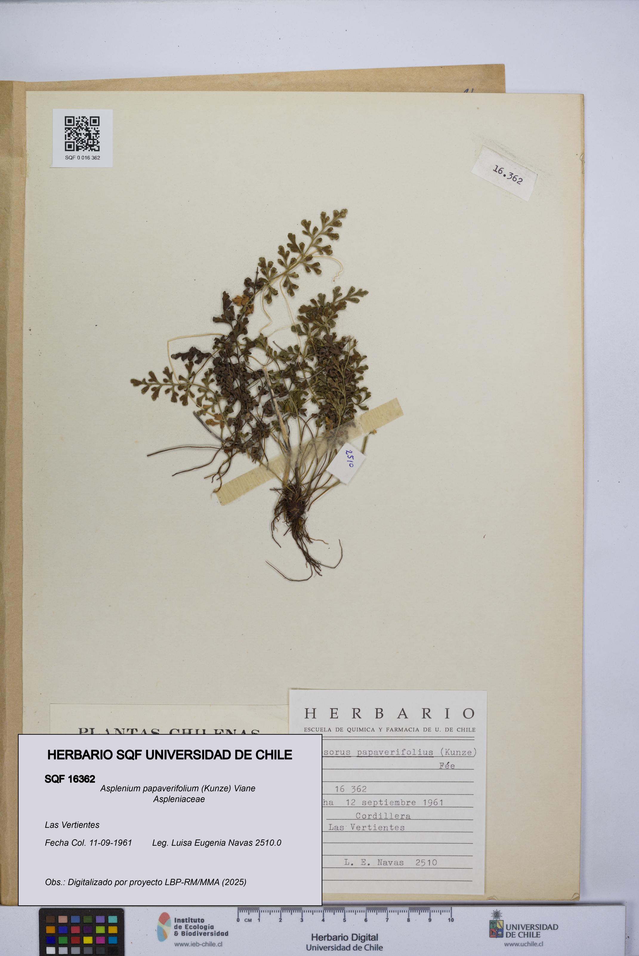 Asplenium papaverifolium [Espécimen: UCH:SQF:0016362]