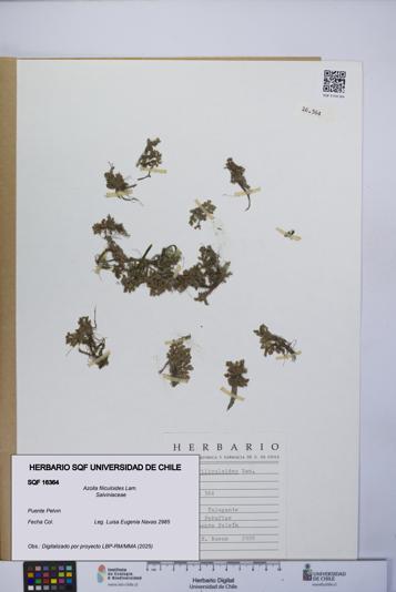 Azolla filiculoides [Espécimen: UCH:SQF:0016364]