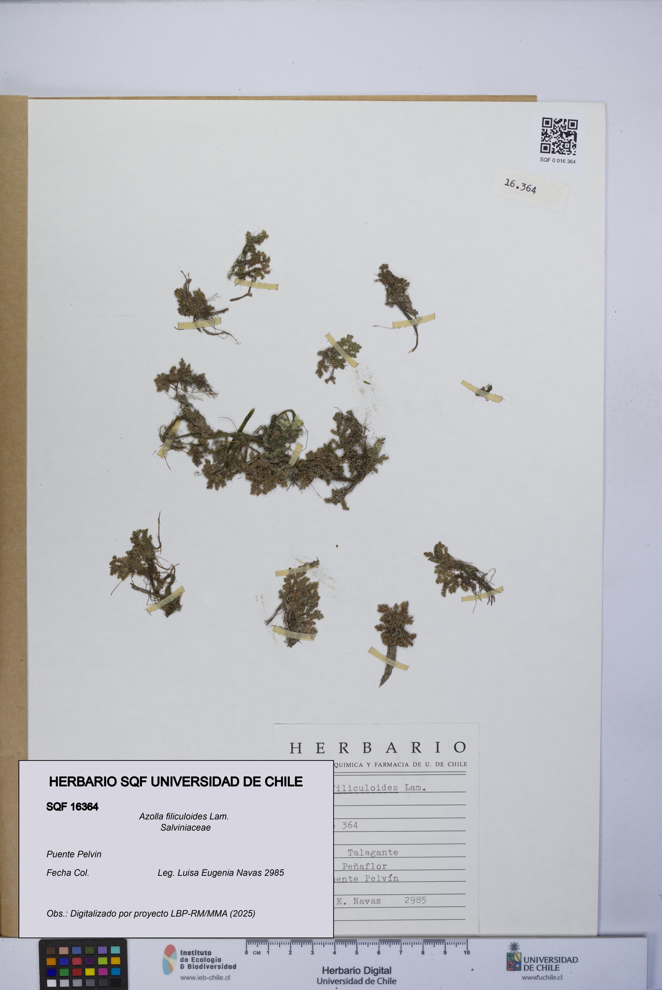 Azolla filiculoides [Espécimen: UCH:SQF:0016364]