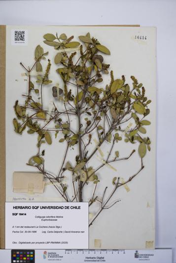 Colliguaja odorifera [Espécimen: UCH:SQF:0016414]