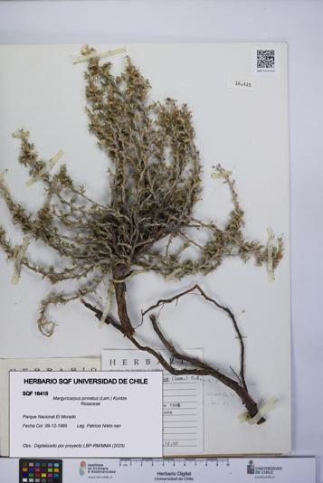 Margyricarpus pinnatus [Espécimen: UCH:SQF:0016415]