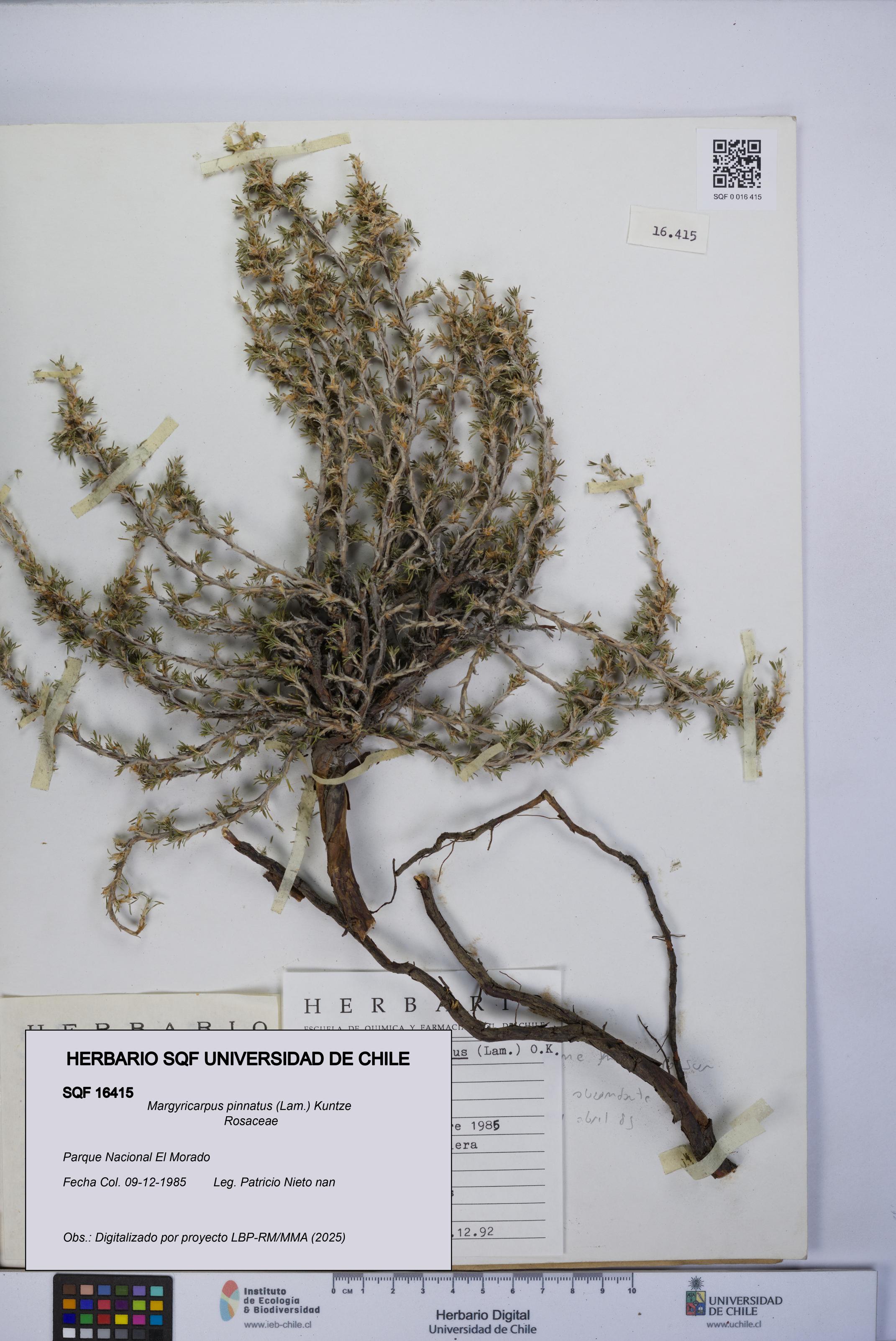 Margyricarpus pinnatus [Espécimen: UCH:SQF:0016415]