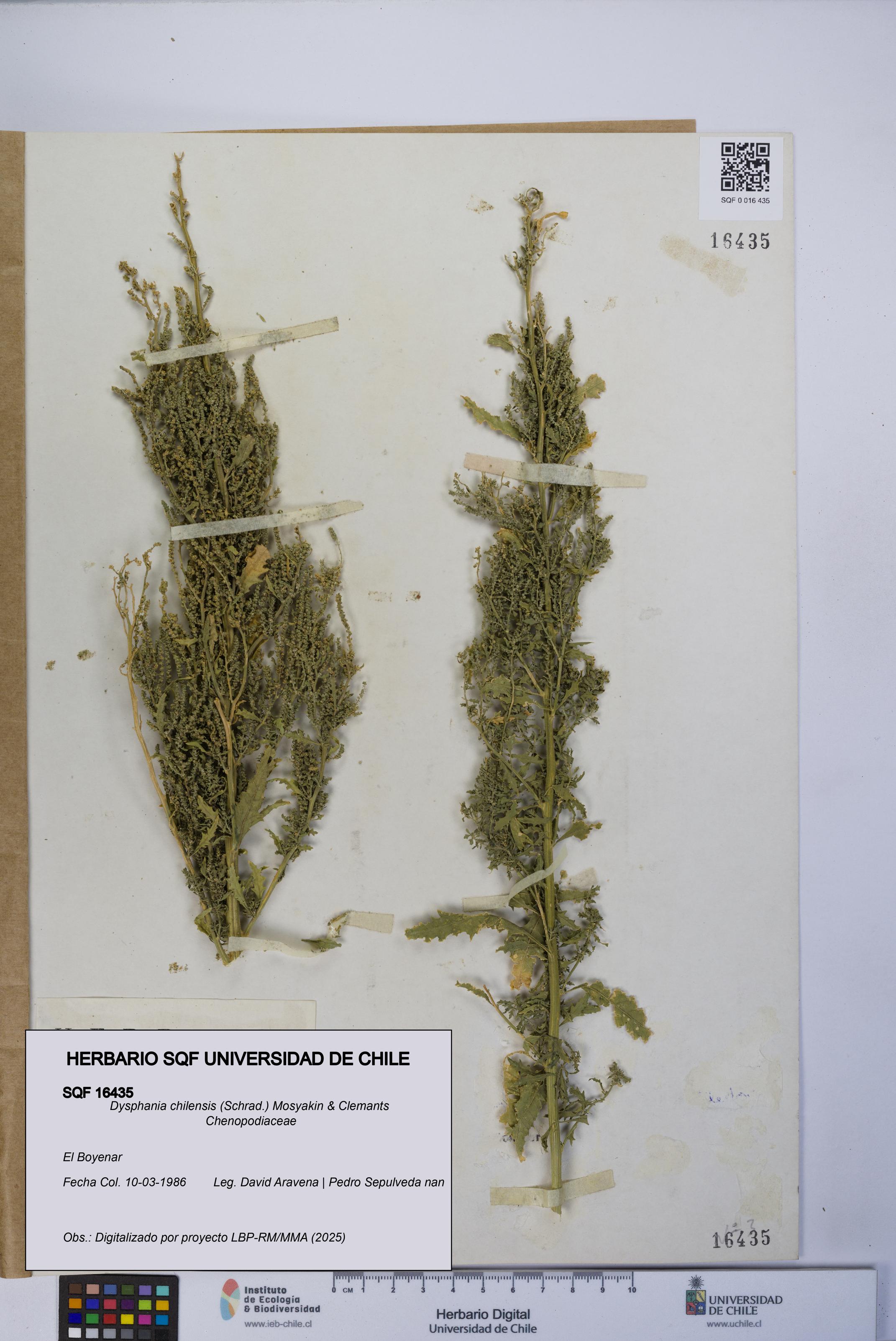 Dysphania chilensis [Espécimen: UCH:SQF:0016435]