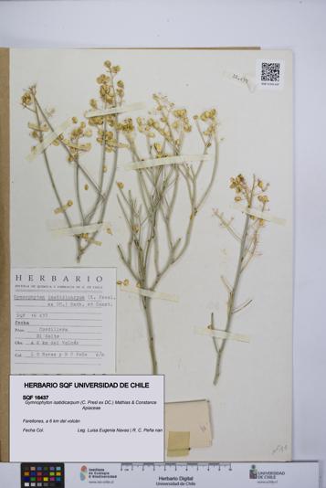 Gymnophyton isatidicarpum [Espécimen: UCH:SQF:0016437]