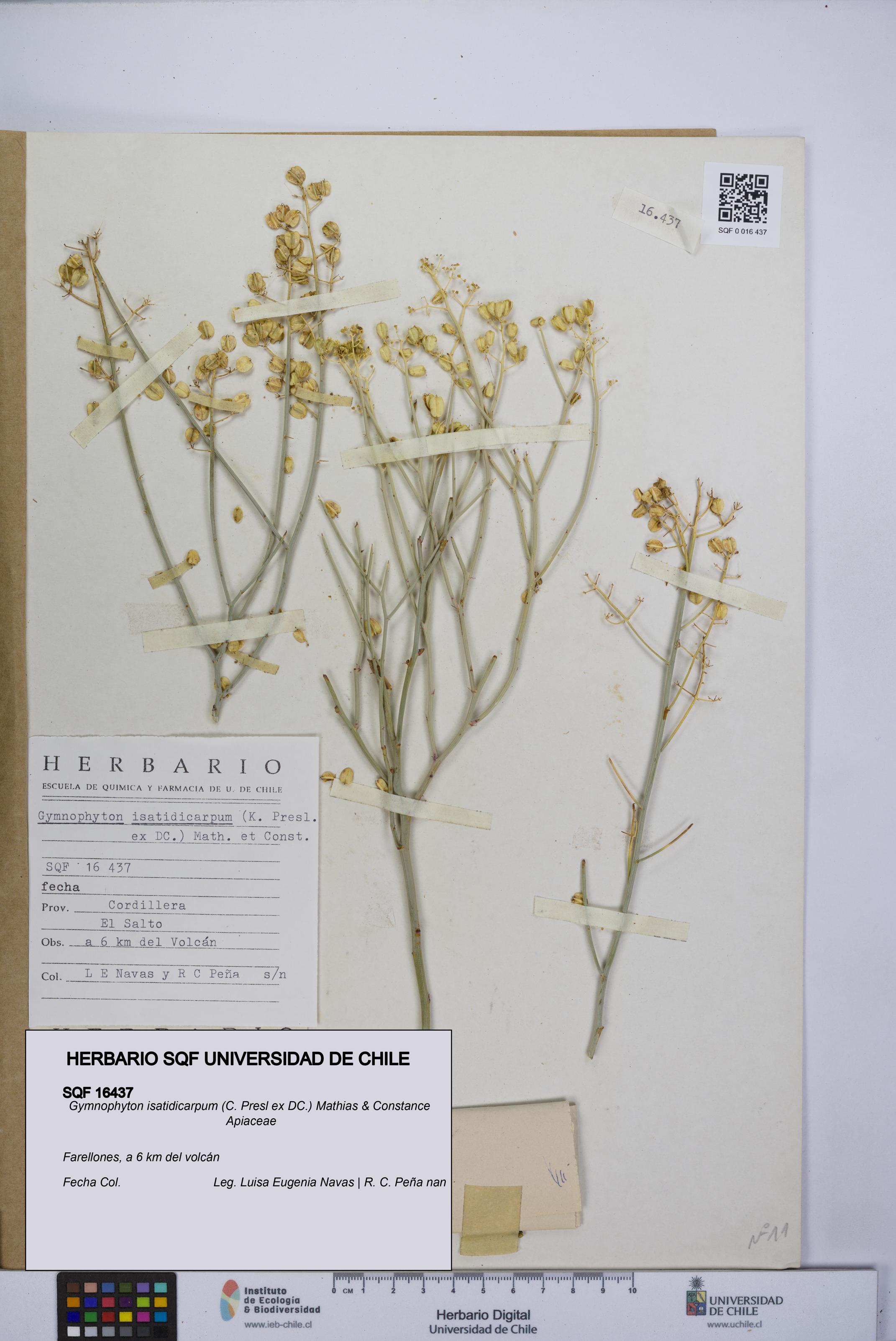 Gymnophyton isatidicarpum [Espécimen: UCH:SQF:0016437]