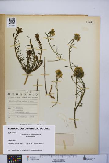 Quinchamalium chilense [Espécimen: UCH:SQF:0016441]