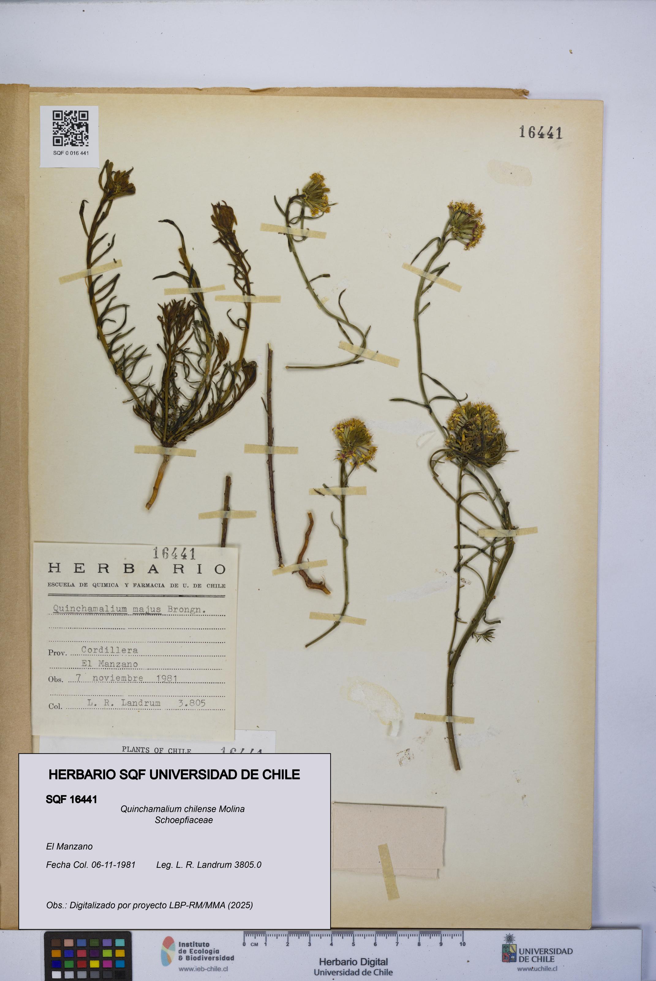 Quinchamalium chilense [Espécimen: UCH:SQF:0016441]