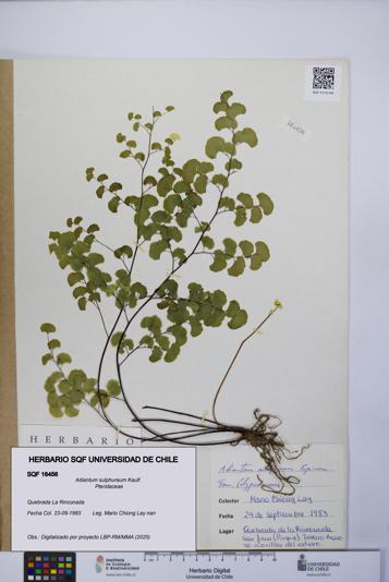 Adiantum sulphureum [Espécimen: UCH:SQF:0016456]