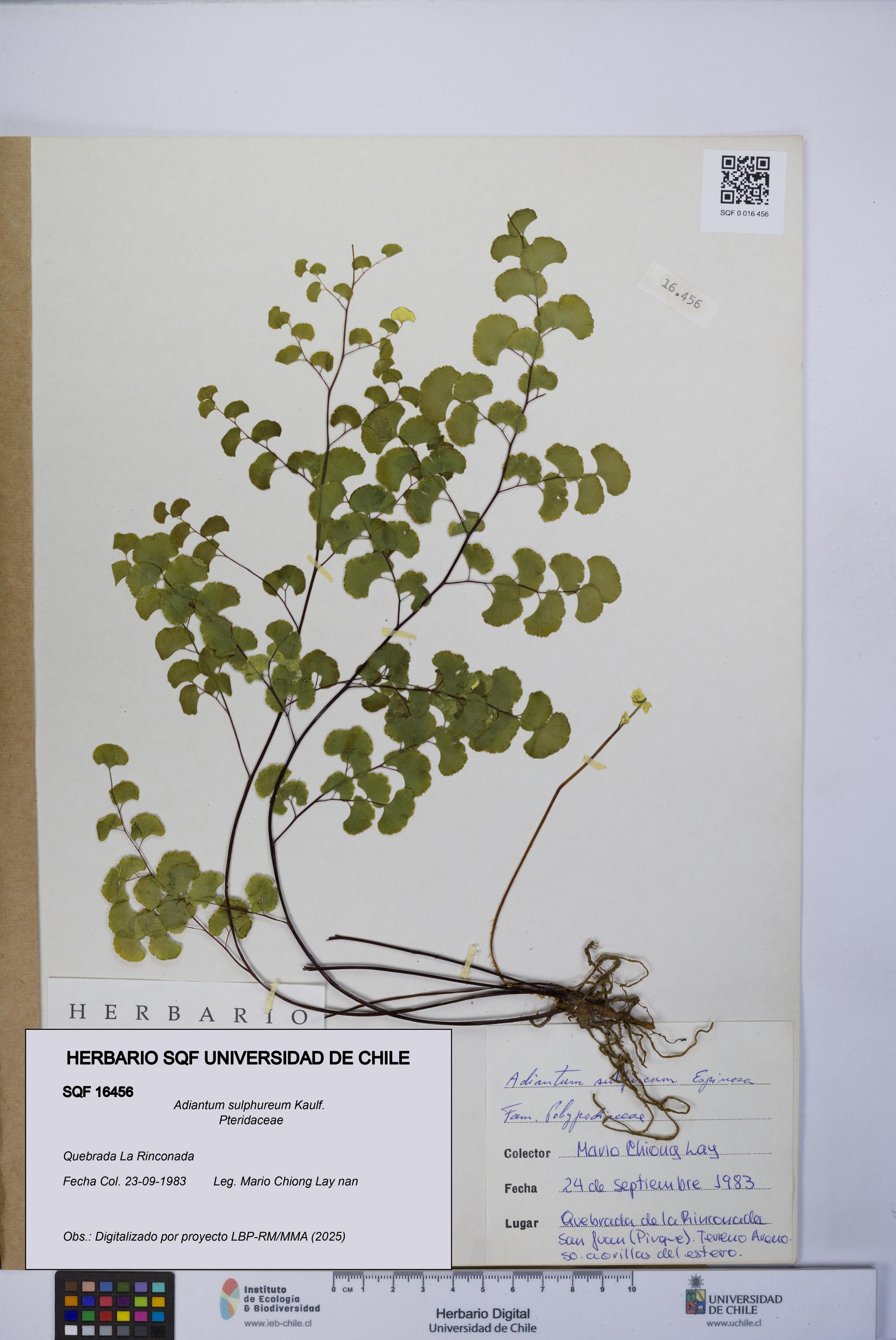 Adiantum sulphureum [Espécimen: UCH:SQF:0016456]
