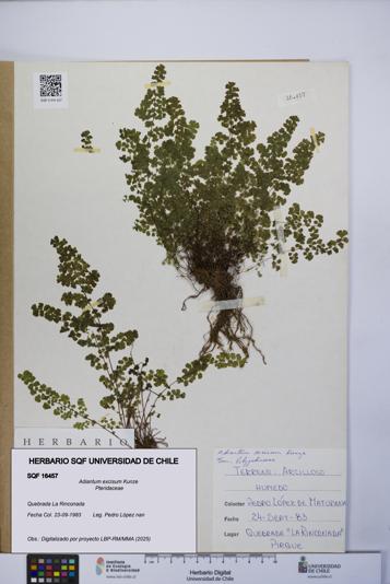 Adiantum excisum [Espécimen: UCH:SQF:0016457]
