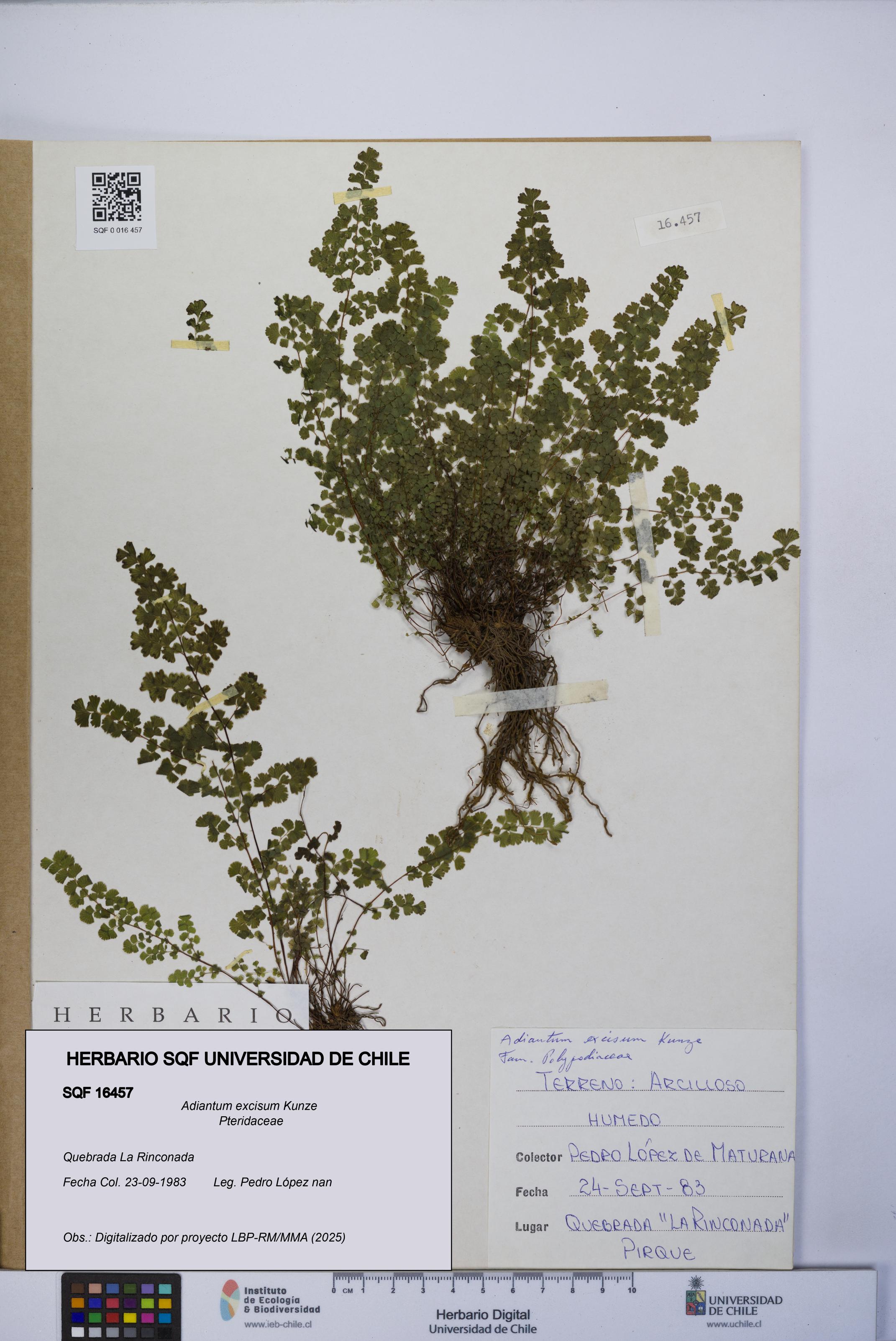 Adiantum excisum [Espécimen: UCH:SQF:0016457]