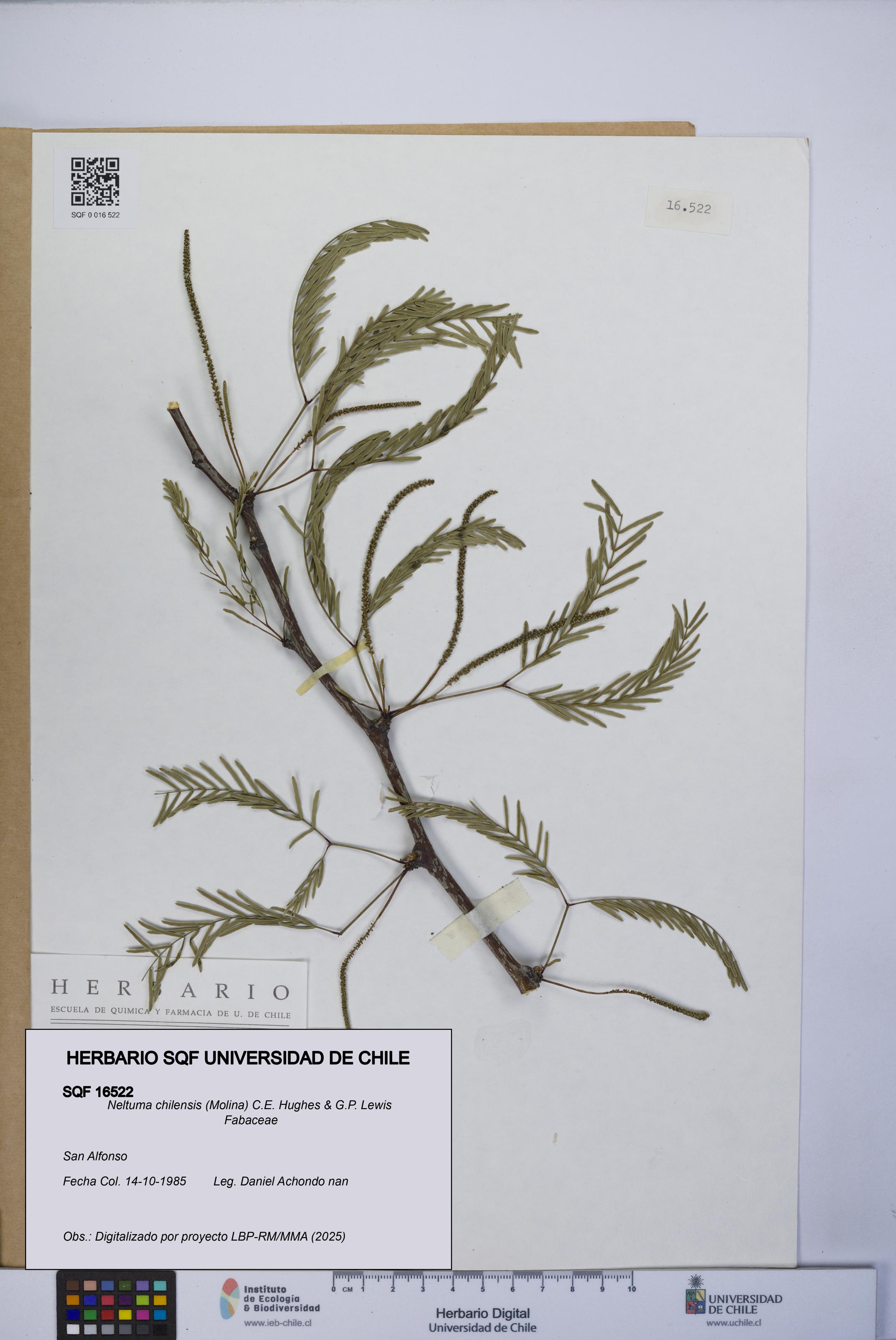 Neltuma chilensis [Espécimen: UCH:SQF:0016522]