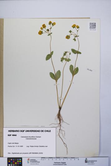 Calceolaria thyrsiflora [Espécimen: UCH:SQF:0016542]