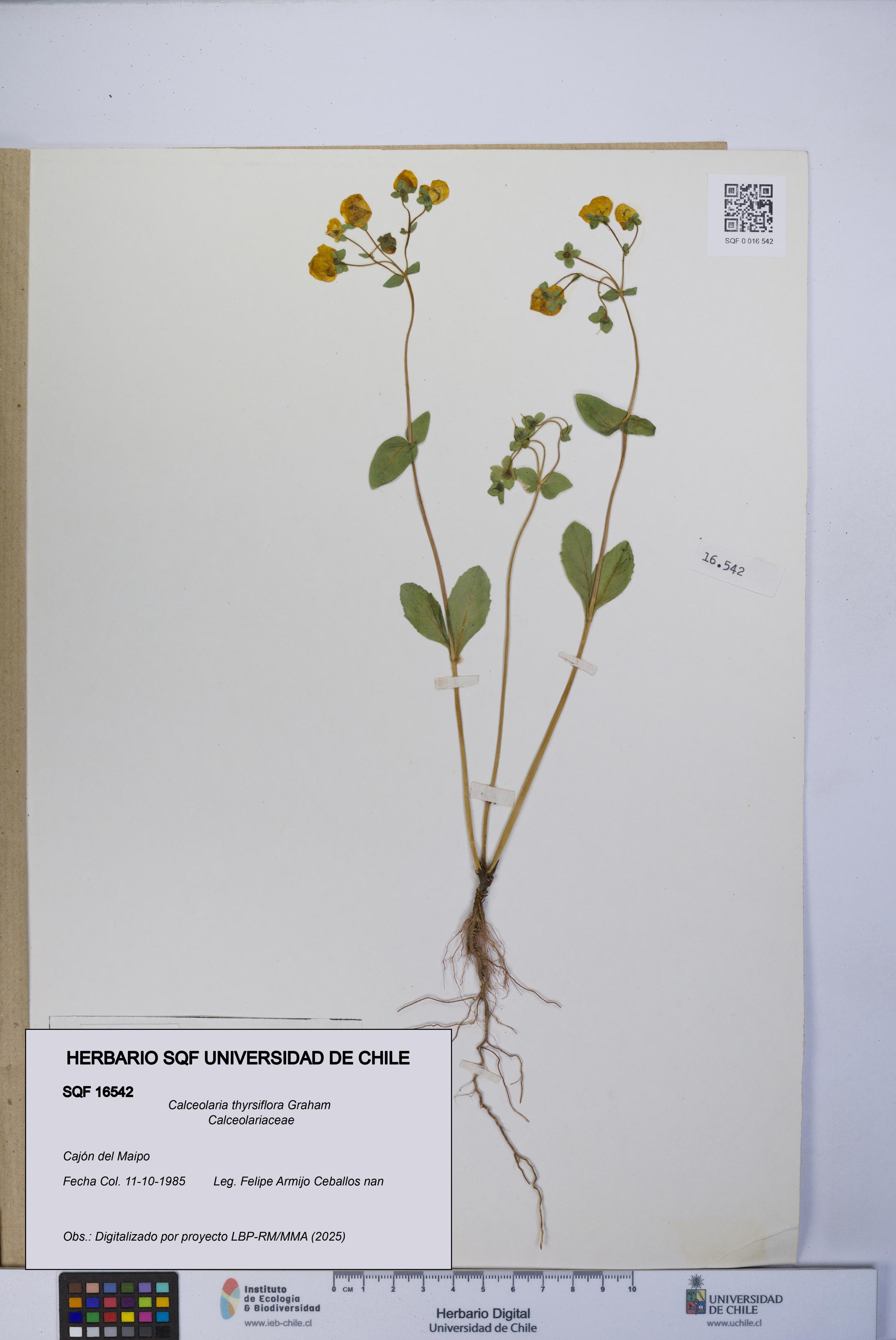 Calceolaria thyrsiflora [Espécimen: UCH:SQF:0016542]