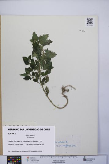 Urtica urens [Espécimen: UCH:SQF:0016573]