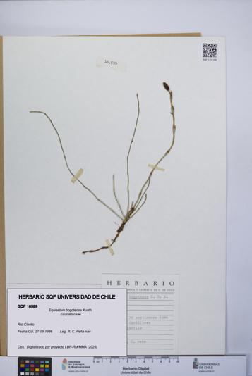 Equisetum bogotense [Espécimen: UCH:SQF:0016599]