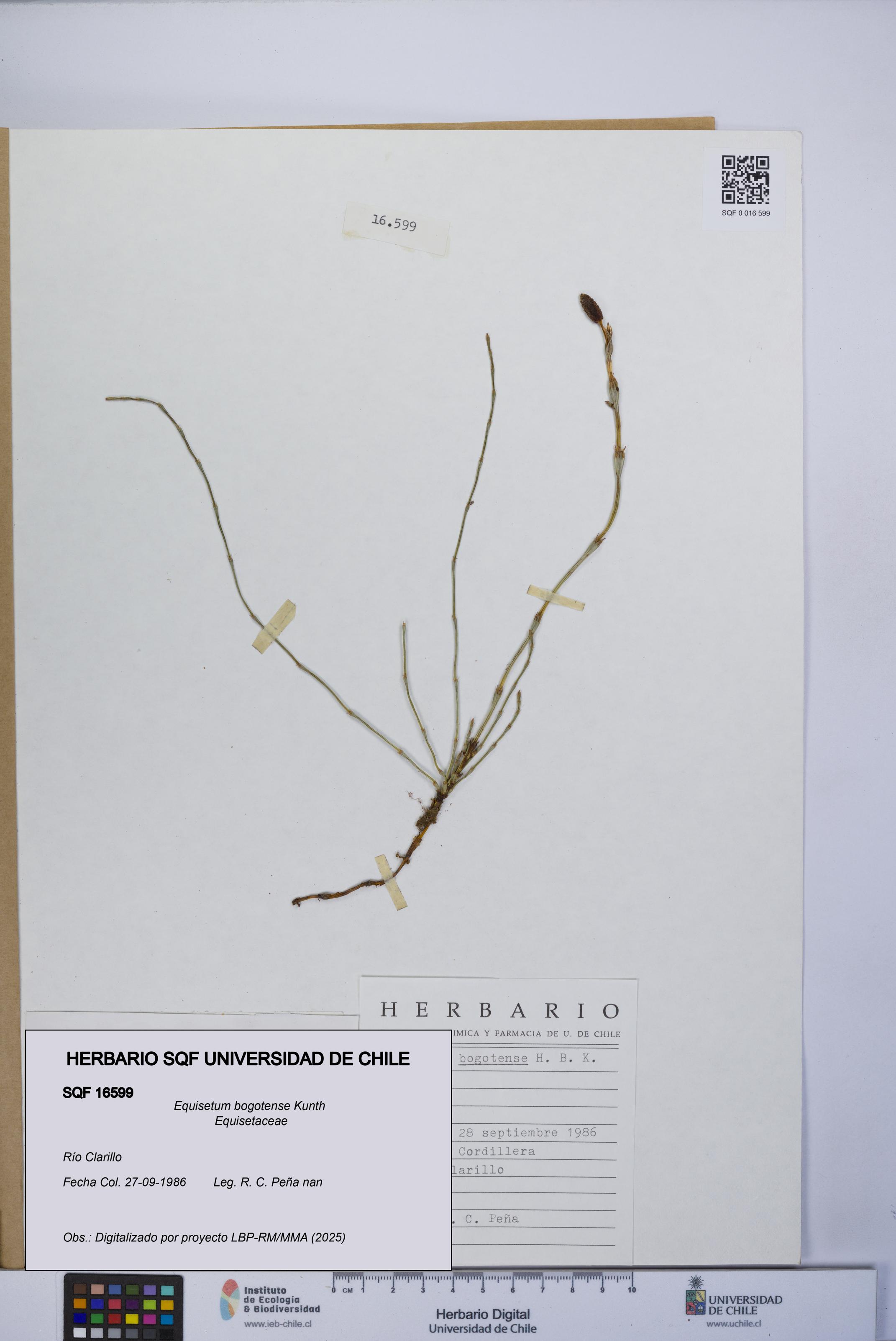 Equisetum bogotense [Espécimen: UCH:SQF:0016599]