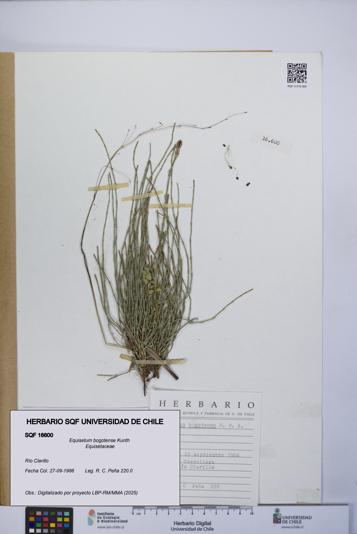 Equisetum bogotense [Espécimen: UCH:SQF:0016600]