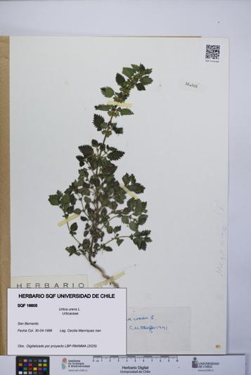 Urtica urens [Espécimen: UCH:SQF:0016605]