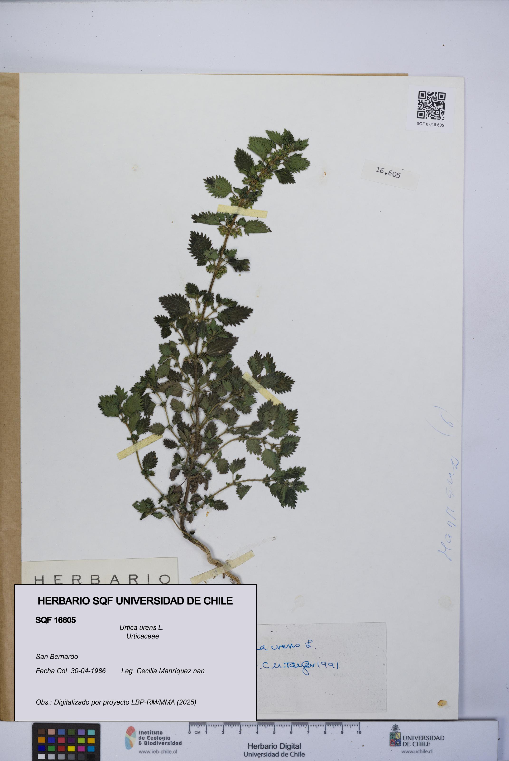 Urtica urens [Espécimen: UCH:SQF:0016605]