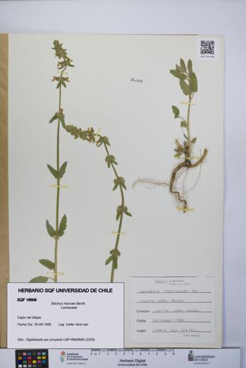 Stachys macraei [Espécimen: UCH:SQF:0016606]