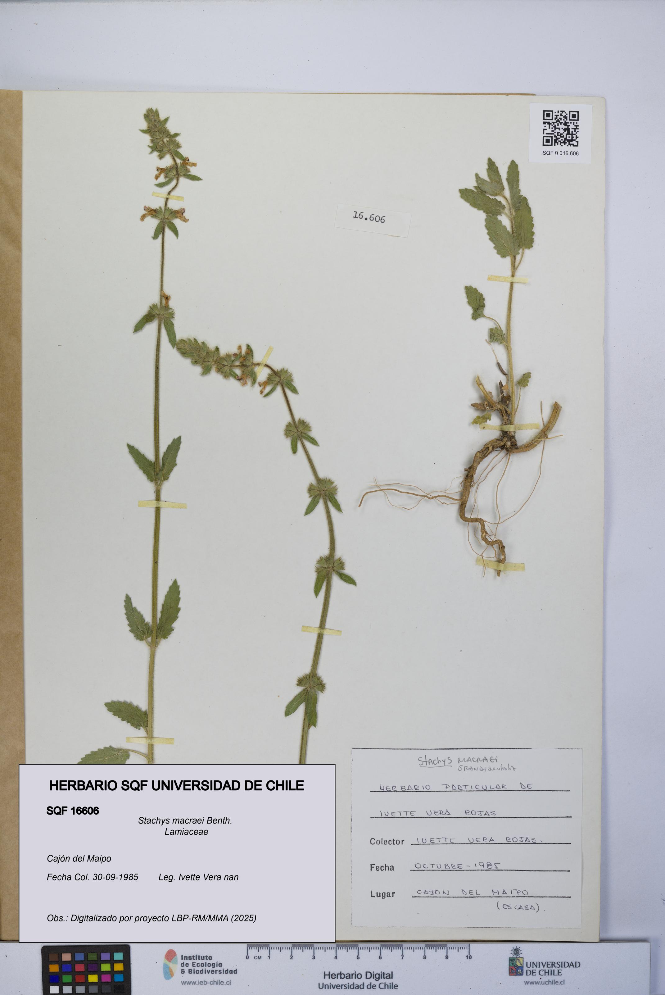Stachys macraei [Espécimen: UCH:SQF:0016606]