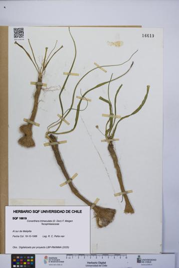 Conanthera trimaculata [Espécimen: UCH:SQF:0016619]